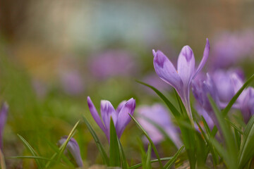 Spring purple crocuses (Crocus heuffelianus) The first spring flower. Macro photo.