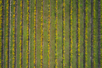 Italian vineyard plantations in the autumn season. Background of green lines. Green striped texture top view. Rows of vineyards aerial view. Texture of autumn vineyards in Italy top view.