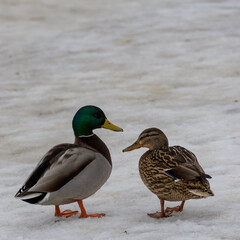 A multi-colored drake and a motley mallard duck stand in a pair on the wet melting snow.