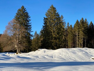 Fototapeta na wymiar Picturesque canopies of alpine trees in a typical winter atmosphere after heavy snowfall in the Swiss Alps, Schwägalp mountain pass - Canton of Appenzell Ausserrhoden, Switzerland (Schweiz)
