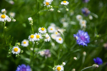 Fototapeta premium Wildflowers