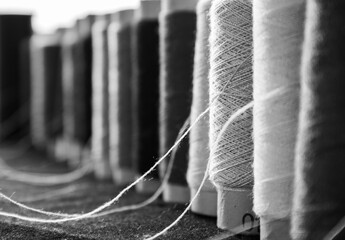 Black and white photo of sewing threads standing in a row. Close up of a threads 