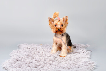 A Yorkshire puppy after grooming sits on a rug isolated on a gray background