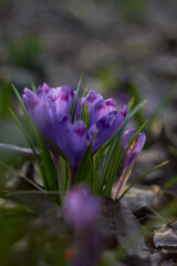 Spring purple crocuses (Crocus heuffelianus) The first spring flower. Macro photo.