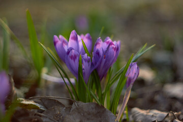 Spring purple crocuses (Crocus heuffelianus) The first spring flower. Macro photo.