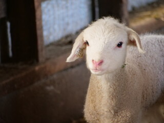 Baby lamb looks introspective in barn.