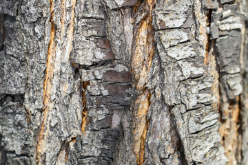 Closeup texture of the bark old tree