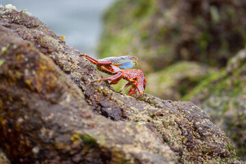 Sally Lightfoot crab (Grapsus grapsus) on rock at the Pacific coast of northern Chile
