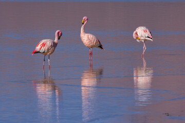Three James's Flamingo's (Phoenicoparrus jamesi) grooming themselves in the half frozen salt lake of Salar Surire in northern Chile