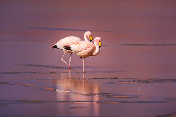 Two James's Flamingo's (Phoenicoparrus jamesi) standing in the half frozen salt lake of Salar...