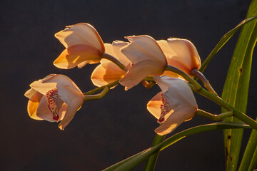 Cymbidium Orchid Flowers 8822