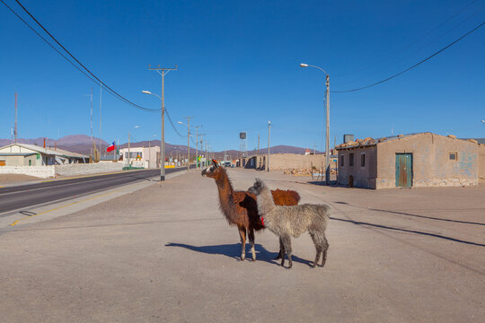 Two Llama's (Llama glama) on the main road in the village of Colchane in the north of Chile