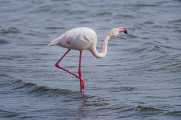 Greater Flamingo (Phoenicopterus ruber) foraging in the sea at the coast near Swakopmund, Namibia

