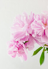 Fototapeta na wymiar Delicate pink peonies close up. Beautiful floral background. Vertical crop. Soft focus.