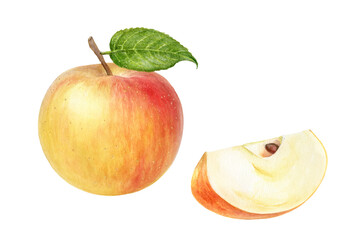 Apple Cox Orange with slice watercolor illustration isolated on white background