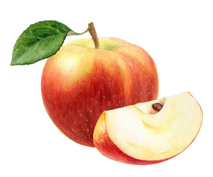 Apple Elstar composition with slice watercolor illustration isolated on white background