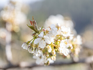 Blooming wild cherry tree closeup in a sunny day on natural garden background. Spring white flowers. chery-tree branch with white flowers. Beautiful natural scene with a flowering tree. Soft focus.