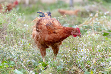Brown spotted chicken in the garden among the grass
