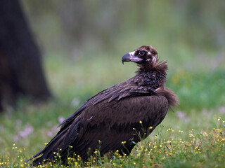 Black vulture (Aegypius monachus)