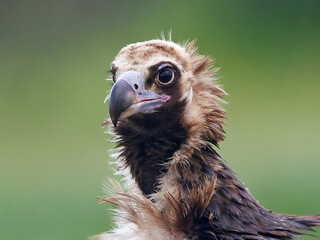 Black vulture (Aegypius monachus)
