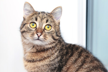 Cute striped cat sitting by the window and looking up