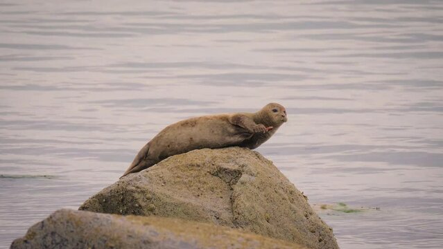 Common seal (Phoca vitulina) scratching itself on a rock in sea off the coast of the Isle of Arran
