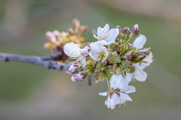 Blooming wild cherry tree closeup in a sunny day on natural garden background. Spring white flowers. chery-tree branch with white flowers. Beautiful natural scene with a flowering tree. Soft focus.