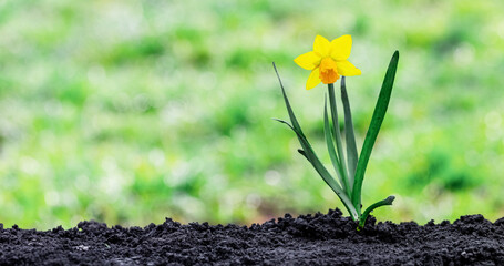 Yellow daffodil on loose soil and blurred background