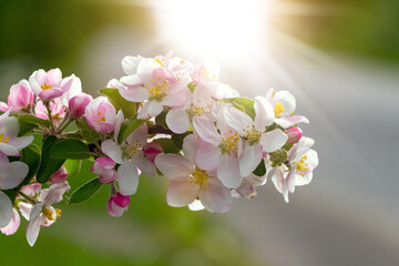 Pink apple tree flowers on a tree in the rays of sunlight