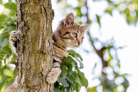 A small striped kitten on a tree holds its paws by the stem and looks down carefully