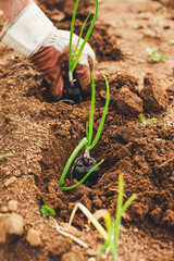 urban gardening vegetable spring onions