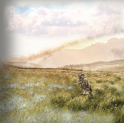 Eule auf der Wiese, Illustration