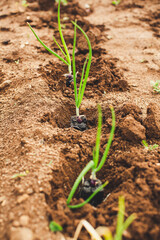 urban gardening vegetable spring onions