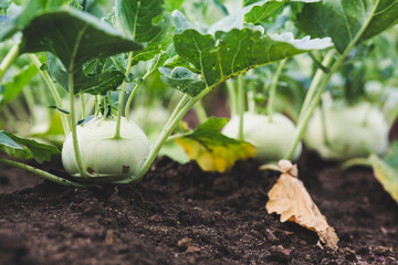 urban gardening vegetable kohlrabi