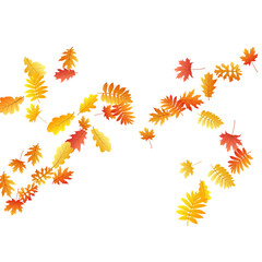 Oak, maple, wild ash rowan leaves vector, autumn foliage on white background.