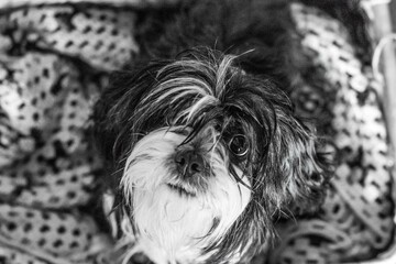 Black & white lhasalier dog looking up into camera with messy hair sitting on crocheted blanket