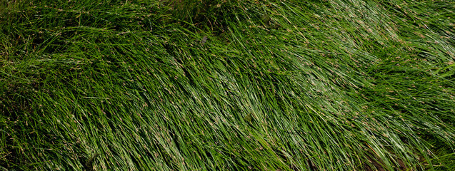 Background of green grass on a hot sunny day, close-up