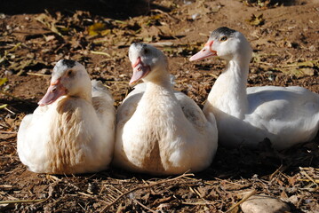 Tres patos hembras blancos con manchas en la cabeza negras sonriendo