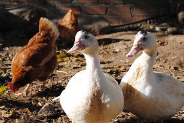 Dos patos hembras blancos sonriendo a la cámara y en el fondo gallinas rubias