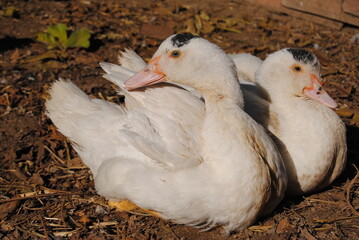 Dos patos hembras con manchas negras tomando el Sol