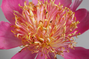 Pink lotus peony with lush stamens isolated on grey background.