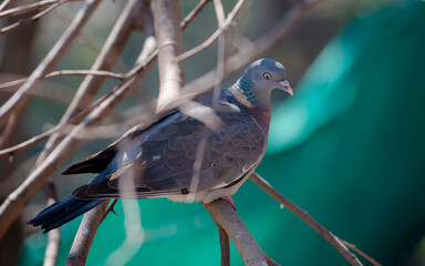 dove bird on a branch