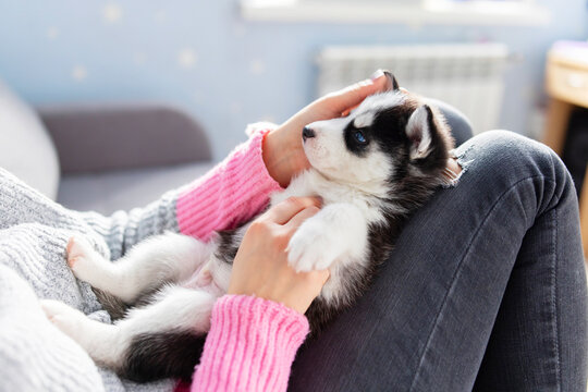 Cute, Charming Husky Puppy, Lying On The Lap Of A Young And Caring Woman Owner. Close-up. Pet Care Concept