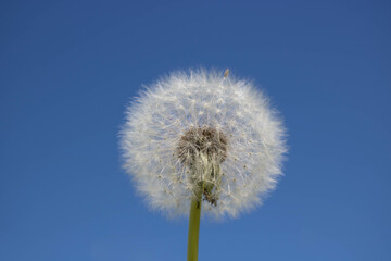 White fluffy dandelion with seeds, against a clear blue sky