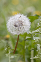 Isolated single detail of big white dandelion and green grass with seeds. Taraxacum in spring. 