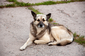 Home dog on the yard. Four-footed friend. Loyalty. Dark and light brown