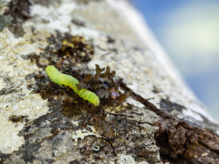 A small green inch worm caterpillar on a tree trunk, close up.