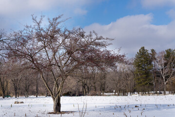 Hawthorn tree with red fruits on bare crown in garden at winter