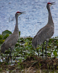 two sandhill cranes sitting in the marsh plants singing,