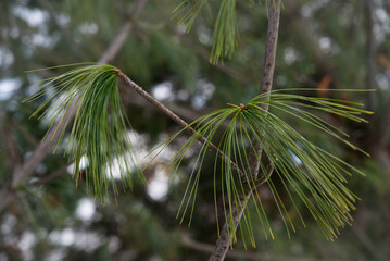 pinus excelsa, himalayan pine tree twig with foliage close up